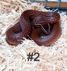 Cape House Snake #2