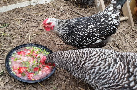 Chickens eating frozen treat during summer