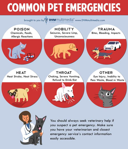 Common types of pet first-aid needs
