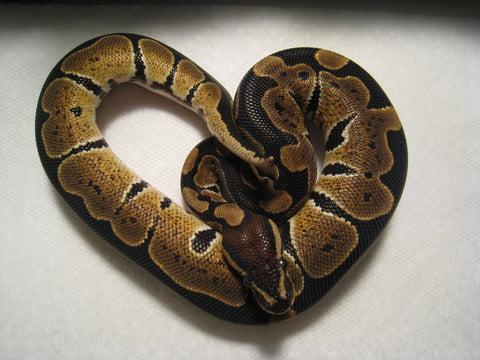 Ball Python 2