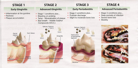 Pet Stages of Periodontal Disease