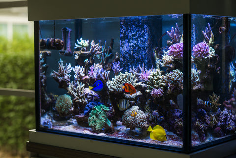 Saltwater tank