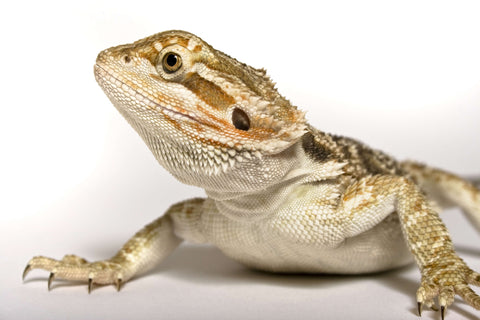 Close up of a bearded dragon