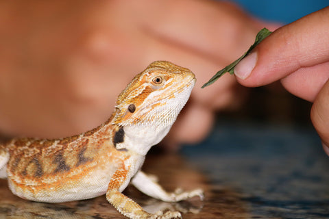 Bearded Dragon Hand Feed