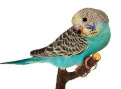 Budgie