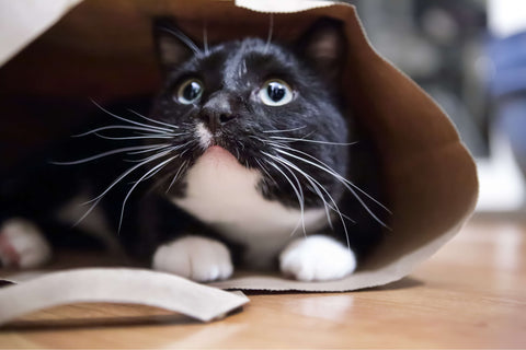 Scared cat hiding in a bag