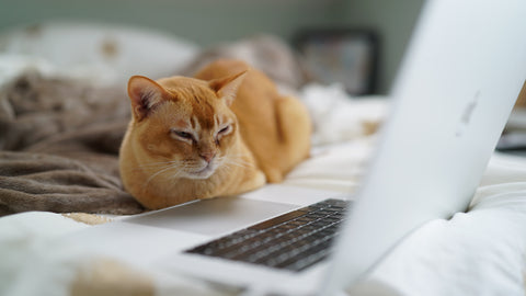 Orange cat looking at a laptop