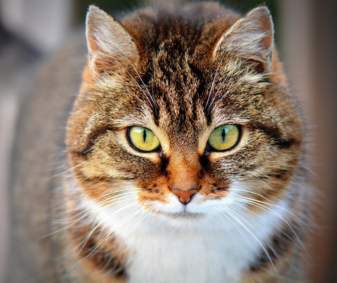 Cat with green eyes