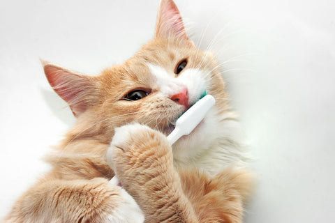 Orange Cat Brushing Teeth