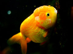 Chubby Goldfish