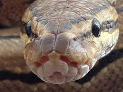 Closeup Cute Ball Python