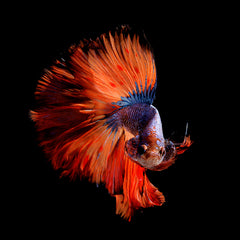 Gorgeous Orange Male Betta Fish