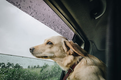 Dog In Car