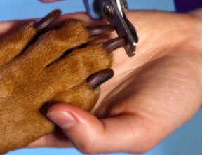 best way to clip dog nails