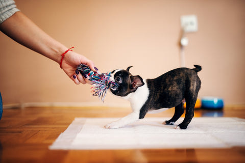 A dog tugging on a piece of rope held by its owner