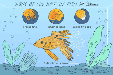Signs of Fin Rot in Fish