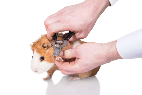 An orange and white guinea pig getting a nail trimmed.