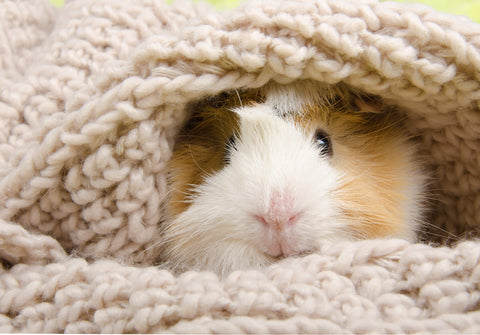 guinea pig wrapped up in a blanket