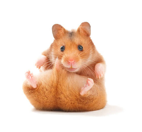 Pet of the week: The Syrian hamster, The Independent