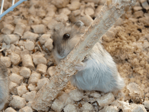 Dwarf Hamster chewing on a piece of wood.