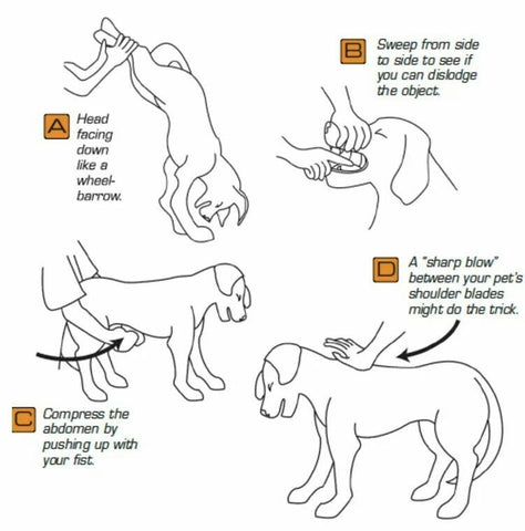 Dog Choking Diagram