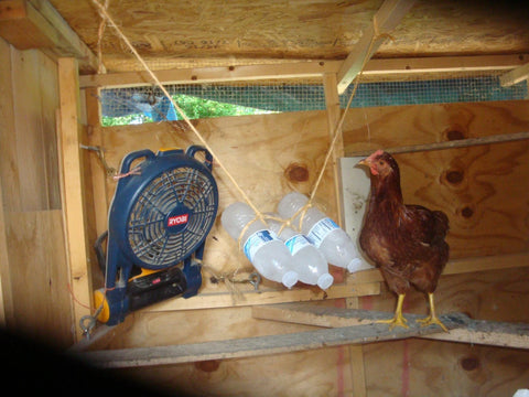 Chicken in coop sitting near cold water bottles and fan