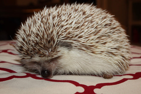 Napping domestic hedgehog