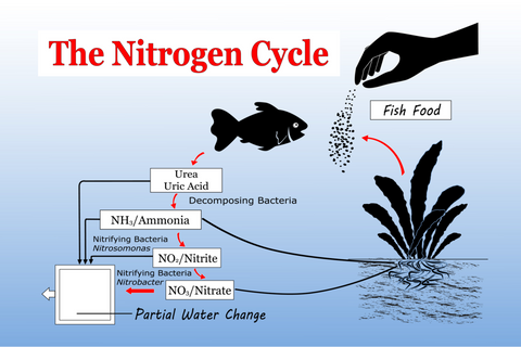 Nitrogen Cycle infograph