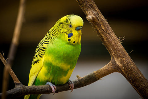 Yellow and Green Parakeet