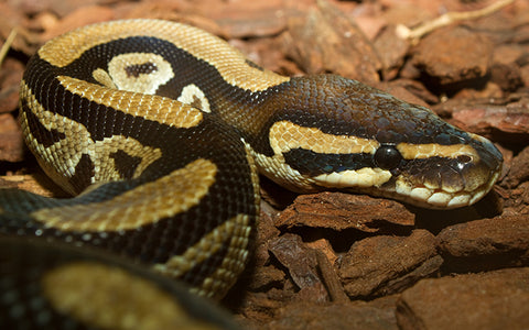 Ball Python in rocks