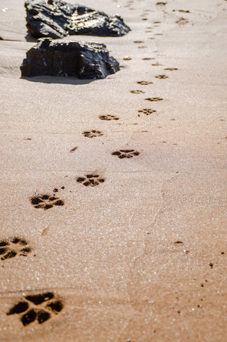 Dog paw prints in sand along ocean coast