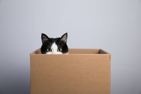 Black and White Cat in Carboard Box Looking into Camera