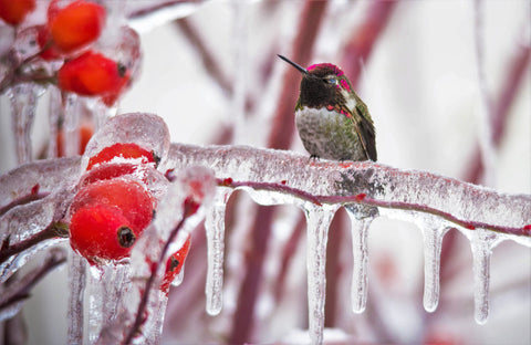 Hummingbird Sitting on Stem of Frozen Tree