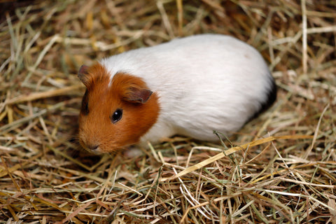 Guinea Pig in Hay