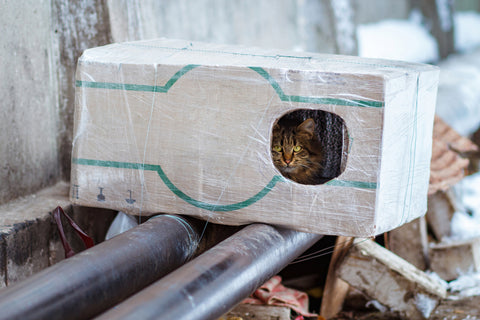 Feral Cat in Outside Box