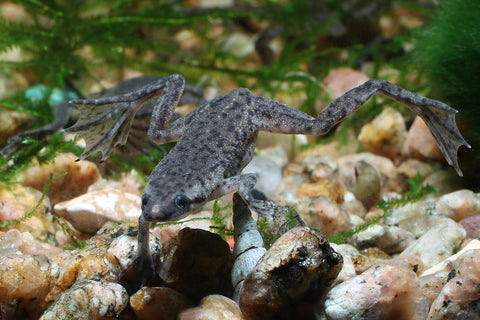 African Dwarf Frag in tropical tank