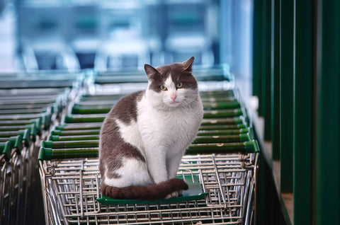 Adult cat sitting on numerous grocery store shopping carts