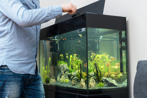 Man feeding his fish tank