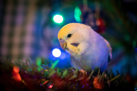 Budgie on Christmas Tree Looking into Camera