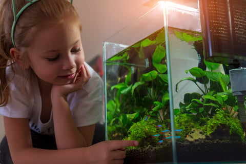 Child admiring nano fish tank