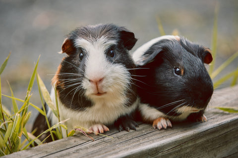 two cute black guinea pigs looking into camera