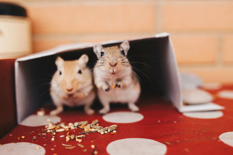 Two Gerbils Eating Under Cardboard Box