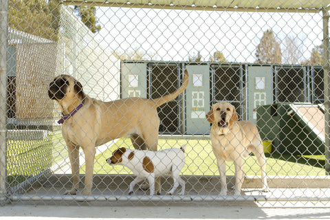 Multiple dogs looking out fence at pet boarding facility