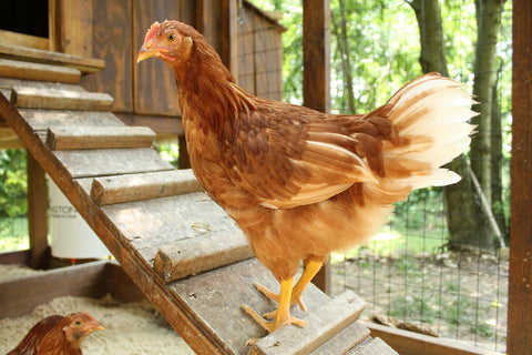 chicken walking up coop ledge looking into camera