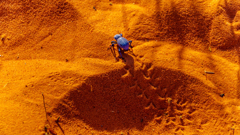 A single blue feigning death beetle walking across orange sand