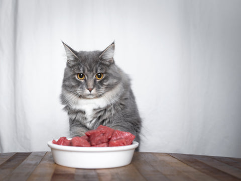 Grey Isolated Cat Looking Into Camera with Bowl of Raw Meat