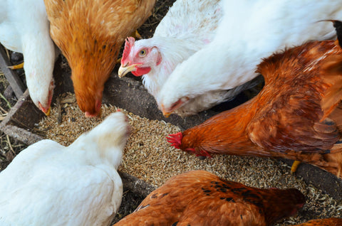 Multiple chickens eating while one looks into camera