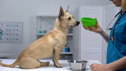 Young mutt dog sitting on table at vet office while vet inspects kibble food in bowl