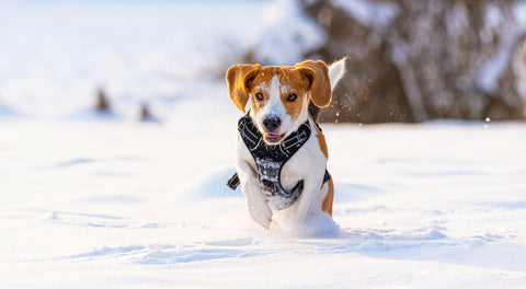 Jack Russel Terrier Dog Running in Snow