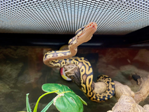 Ball Python Snake under UVB Lighting